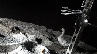 Illustration for article titled Artist attempts to teach geese to fly to the Moon. Adorableness ensues.